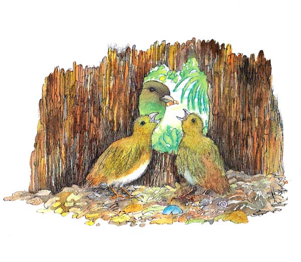 En esta imagen vemos a los polluelos sacando la cabeza fuera del nido para recibir alimento de su madre, sus plumas han cambiado de color.