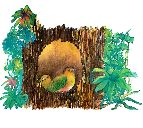 En esta imagen vemos a los polluelos más crecidos, sus plumas ya son tan coloridas como las de sus padres. Ya tienen un mes de vida, saltarán del nido listos para volar.