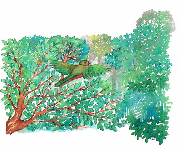 Cuando están listos para sobrevivir sin la ayuda de sus padres se interna en la selva para iniciar su vida independiente.