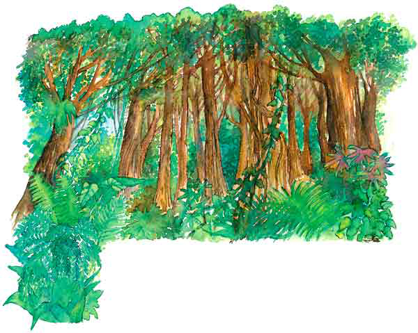 En esta imagen vemos un bosque de niebla, está lleno de árboles, no puede verse el cielo de lo tupido de los árboles.