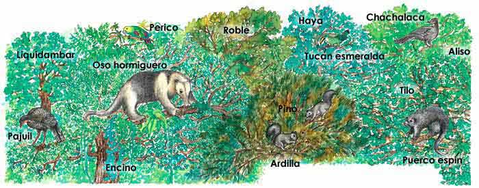 En esta imagen a los distintos árboles y animales que habitan un bosque de niebla. Liquidambar, encino, roble, haya, aliso, tilo, pino, perico, oso hormiguero, ardilla, pajuil, tucán esmeralda, puerco espín y chachalaca.