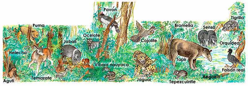 Todos estos animales viven en los bosques: Puma, ocelote, pavón, aguti, temazate, víbora nauyaca, jaguar, tepezcuincle, faisán real, senso, tigrillo, cojolite, tapir y jabalí. Además hay orquídeas, bromelias, helechos y begonias.