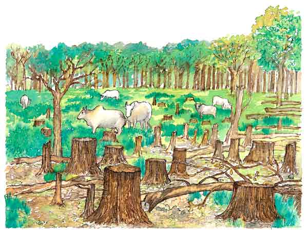 En esta imagen se ve cómo se han talado estos bosques. El hombre destruye los bosques para cultivar y criar ganado. Así  destruye el hábitat  de muchas especies.