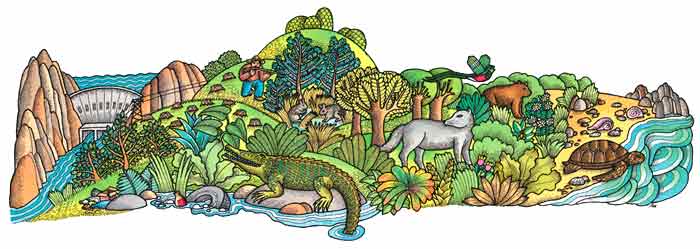 En esta imagen se ve un hermoso lugar lleno de vegetación, tortugas, osos, conejos, cocodrilos, quetzales, lobos. Desgraciadamente todos estos animales están en peligro de desaparecer.