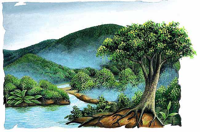 En esta imagen vemos una parte de la selva tropical. Hay mucha agua, esta es muy importante ya que contribuye a que el suelo selv&aacute;tico sea muy f&eacute;rtil. Por eso vemos tanta vegetaci&oacute;n.