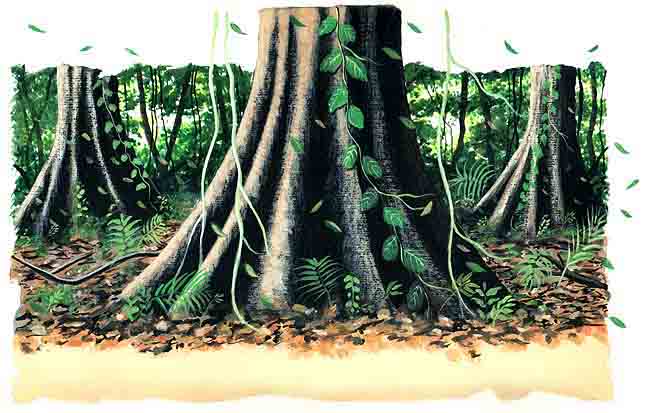 En esta imagen vemos las contrafuertes, que son estas salientes en la base de los &aacute;rboles, ellas detienen al &aacute;rbol, pues lo ayudan a distribuir su peso.