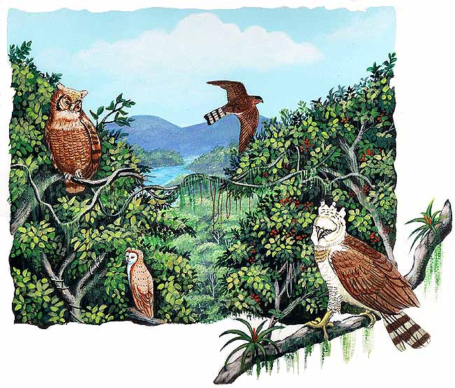En esta imagen vemos al halc&oacute;n gris, el &aacute;guila arp&iacute;a, la lechuza y el b&uacute;ho. Estos animales viven en las copas de los &aacute;rboles m&aacute;s altos. 