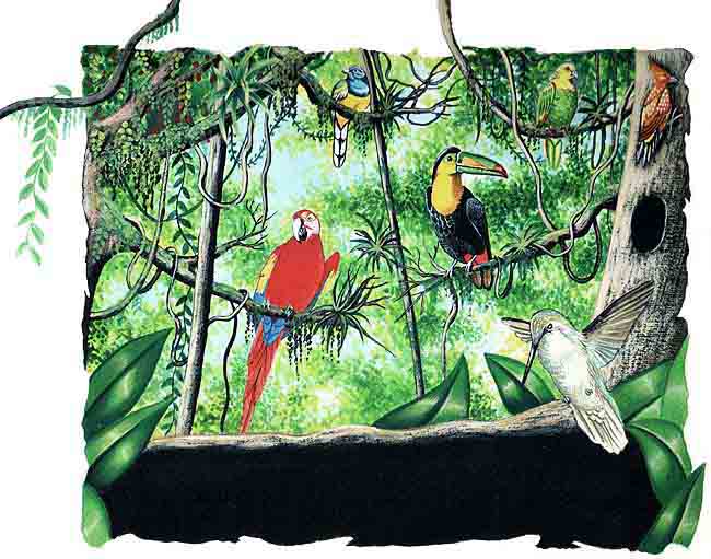 Tambi&eacute;n vemos en esta imagen a las aves que habitan en la b&oacute;veda: tuc&aacute;n, guacamaya, perico cabeza amarilla, el codorniz, el p&aacute;jaro cartintero, el colibr&iacute; y el trog&oacute;n.