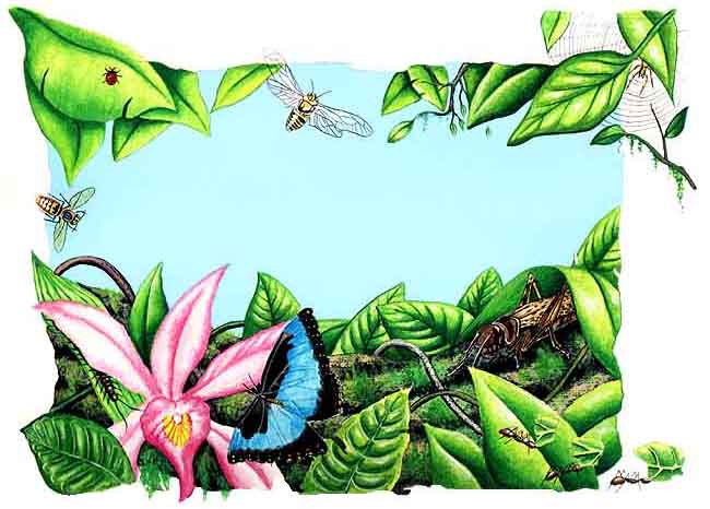 En esta imagen vemos algunos insectos. Los insectos son muy importantes aqu&iacute; como en todos los ecosistemas para colaborar con llevar el polen de unas plantas a otras.