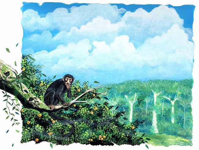 En esta imagen vemos a las ep&iacute;fitas que son plantas que viven en las ramas horizontales. Viven bajo la copa de los &aacute;rboles, esto les sirve para protegerse del viento, tener sombra cuando el sol es muy intenso.