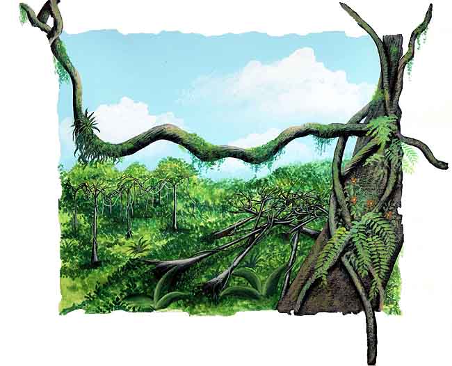 Las estranguladoras o matapalos con estas plantas que vemos. Crecen sobre los &aacute;rboles, nacen como plantas peque&ntilde;as que se desarrollan sobre una rama, despu&eacute;s se hacen muy fuertes y sus ra&iacute;ces bajan hasta el suelo.