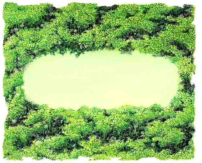 Aqu&iacute; vemos lo que se llama: monte bajo. Est&aacute; muy cerca del suelo, aqu&iacute; el clima es muy diferente, llega poca luz, pero hay m&aacute;s humedad ya que los &aacute;rboles evitan que &eacute;sta se evapore.