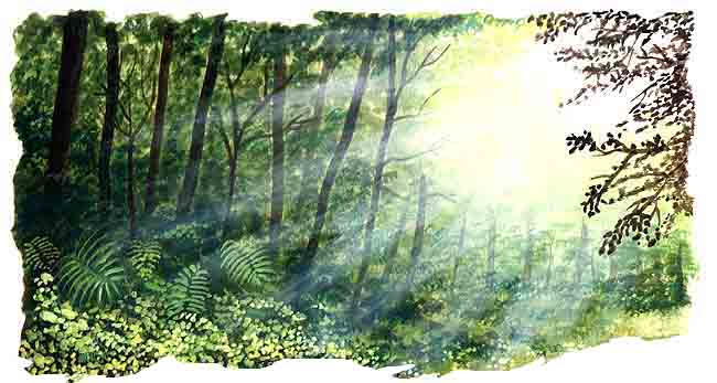 La vegetaci&oacute;n del monte bajo cambia al formarse un claro, esto ocurre cuando caen varios &aacute;rboles altos dejando espacio para que pasen los rayos del sol  y la lluvia. As&iacute; crecen arbustos, plantas peque&ntilde;as y &aacute;rboles de maderas suaves.