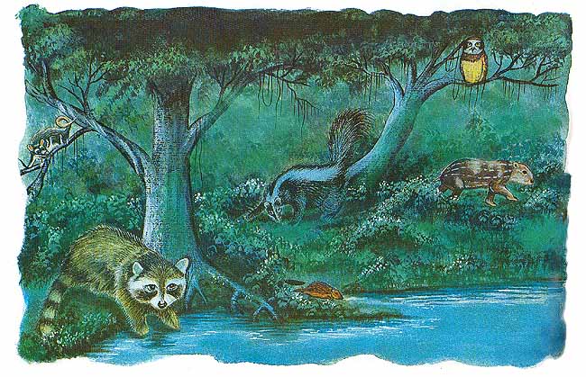 En el monte bajo habitan tambi&eacute;n tlacuaches, tuzas, mapache, b&uacute;ho. Durante la noche salen de sus madrigueras ya que pueden ver perfectamente en la oscuridad.