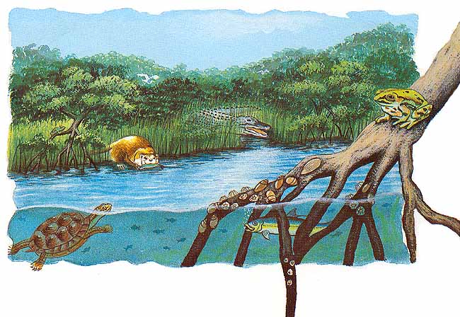 En la selva tropical tambi&eacute;n hay r&iacute;os, que corren por largos terrenos y reciben mucha luz, esto hace que en sus orillas crezcan muchas plantas. En ellos habitan peces y moluscos, cocodrilos, nutrias, ranas, sapos y tortugas.