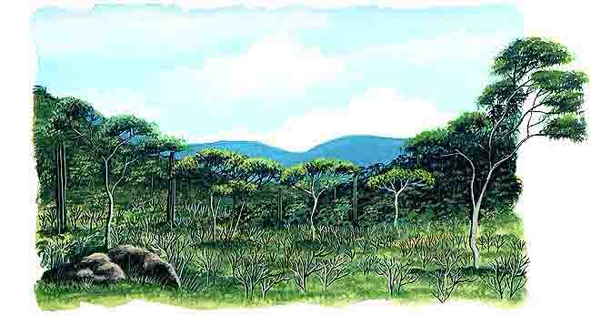 En este tipo de selvas s&oacute;lo hay dos estratos. Uno lo constituyen arbustos, musgos y helechos, pero son escasos pues no hay lluvias constantes. Tambi&eacute;n puede haber cact&aacute;ceas.