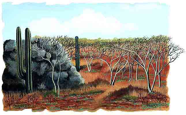 En esta imagen se ve un paisaje &aacute;rido ya que en la selva tiene una caracter&iacute;stica representativa, es la &eacute;poca de sequ&iacute;a que se prolonga hasta por seis meses. Durante este tiempo se seca todo y se pone gris.