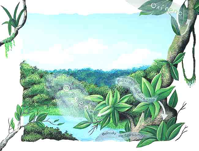 En esta imagen vemos c&oacute;mo los &aacute;rboles en las selvas transforman el bi&oacute;xido de carbono en ox&iacute;geno, durante el proceso de la fotos&iacute;ntesis.