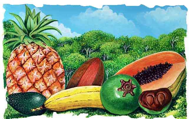 En esta imagen vemos algunos frutos que vienen de la selva: pi&ntilde;a, pl&aacute;tano, aguacate, zapote, papaya, mamey.