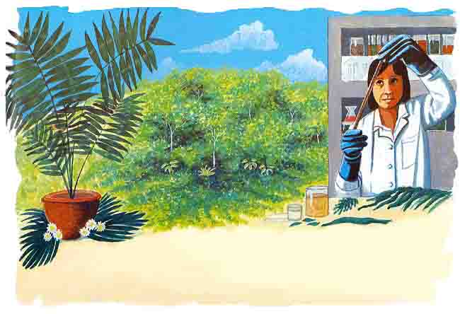 Aqu&iacute; vemos que la selva adem&aacute;s proporciona plantas de uso medicinal, los cient&iacute;ficos investigan las propiedades de nuevas plantas.