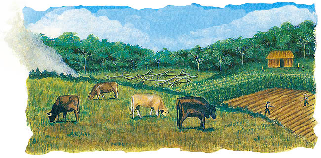 En esta imagen vemos que la selva corre peligro ya que el hombre tala los &aacute;rboles para obtener maderas preciosas y adem&aacute;s quema la vegetaci&oacute;n para aprovechar el suelo en el cultivo de ma&iacute;z, ca&ntilde;a de az&uacute;car y caf&eacute;. Tambi&eacute;n hace uso del pasto para alimentar al ganado.