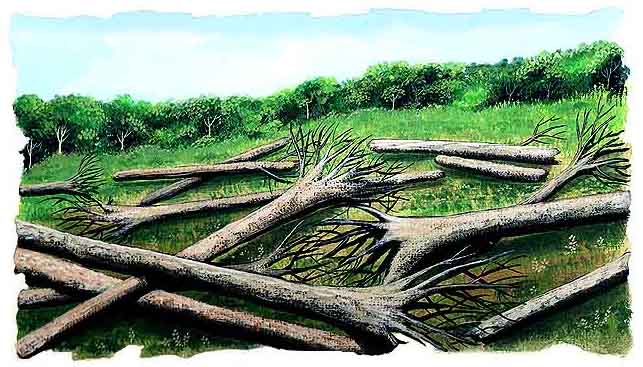 Aqu&iacute; vemos c&oacute;mo lamentablemente el hombre en su af&aacute;n de conseguir maderas preciosas tala los &aacute;rboles sin sentido luego hacen la selecci&oacute;n de los &aacute;rboles de maderas preciosas, quedando como vemos en la foto muchos &aacute;rboles tirados y que tardan tantos a&ntilde;os en crecer.