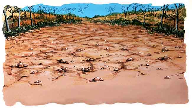 Aqu&iacute; en esta imagen vemos c&oacute;mo la tala inmoderada provoca que el suelo se da&ntilde;e y no crezcan m&aacute;s plantas en &eacute;l.