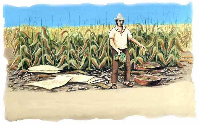 En esta imagen vemos una milpa y un campesino. La consecuencia de la p&eacute;rdida de los &aacute;rboles ser&aacute; que aumenta el bi&oacute;xido de carbono ya que no hay plantas que lo absorban y lo transformen en ox&iacute;geno, este bi&oacute;xido de carbono se acumular&aacute; y esto ocasiona que las temperaturas se eleven y se caliente el suelo. En consecuencia, las cosechas se quemar&aacute;n y no habr&aacute; suficiente alimento.