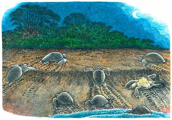 Aqu&iacute; vemos c&oacute;mo van avanzando hacia lo m&aacute;s alejado de la playa. Buscan un lugar para hacer su nido.