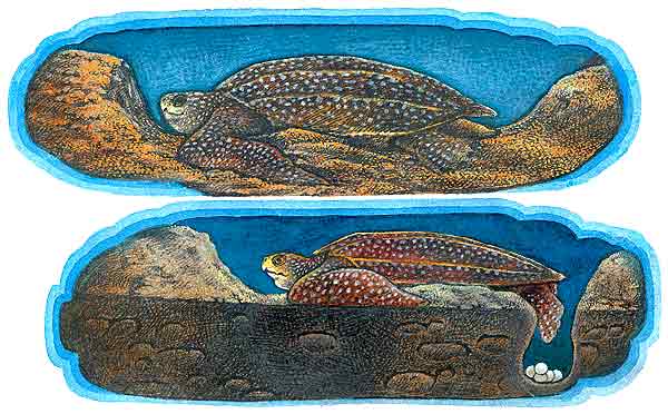 Su nido lo hacen como vemos en la imagen. Con sus patas apartan la arena para hacer una poza grande, cuando su spatas ya no rozan el fondo de la poza, deja caer los huevos.