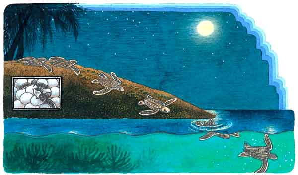 Aqu&iacute; vemos c&oacute;mo, las tortugas que logran sobrevivir a los depredadores, salen del cascar&oacute;n una vez que se ha ocultado el sol y salen de la arena, hacia el mar.