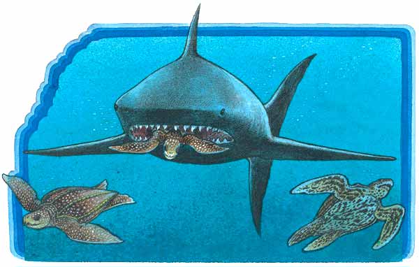 Pero cuando est&aacute;n ya en el agua, tambi&eacute;n pueden ser atacadas. Aqu&iacute; vemos un tibur&oacute;n trag&aacute;ndose una tortuguita