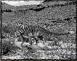 tn_ankylosauridae_jpg.jpg (8636 bytes)