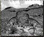 tn_heterodotosaurus_jpg.jpg (7334 bytes)