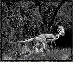 tn_homalocephalus_jpg.jpg (6624 bytes)