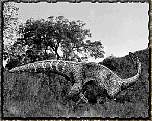 tn_melanorosauridae_jpg.jpg (7080 bytes)