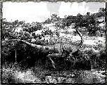 tn_ornithomimidae_jpg.jpg (7656 bytes)