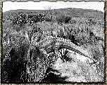 tn_plateosauridae_jpg.jpg (8206 bytes)