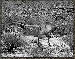 tn_troodontidae_jpg.jpg (8568 bytes)